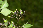 Climbing nightshade